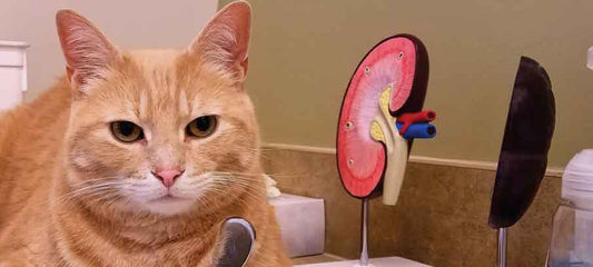 cbd-oil-for-cats-with-kidney-disease