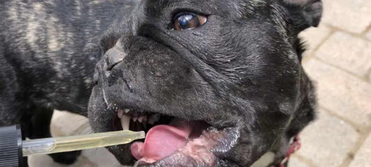 CBD Dosage for Dogs