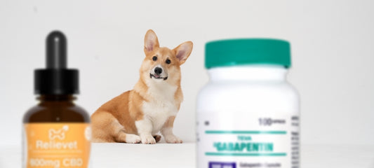 CBD Oil vs. Gabapentin in Dogs