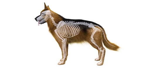 CBD For Dogs With Spinal Subarachnoid Diverticulum