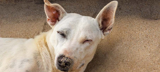 CBD Oil for Vestibular Disease in Dogs