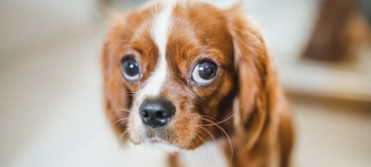 dog-conjunctivitis-home-treatment