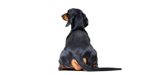 dog-twitches-when-touched-on-back