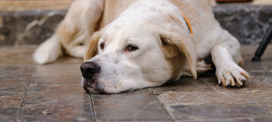 You Gave Your Dog Gabapentin: Now He Can’t Walk