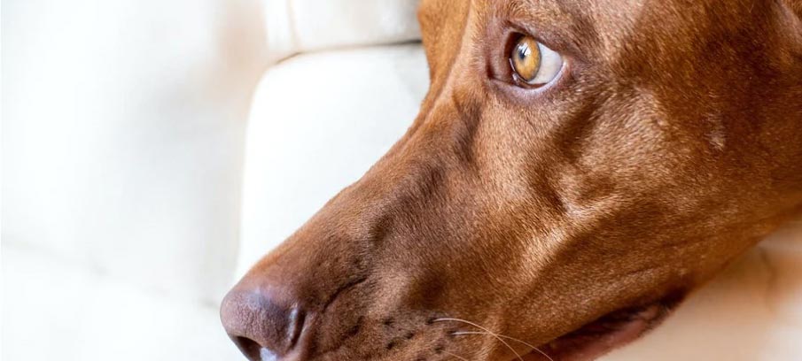 gabapentin-for-anxiety-in-dogs