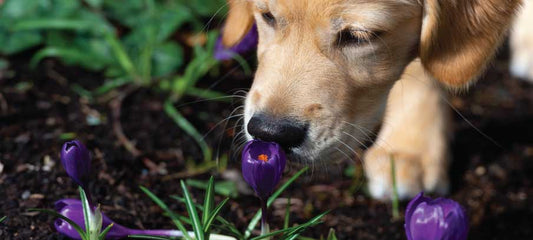 natural-treatment-cancer-in-dogs