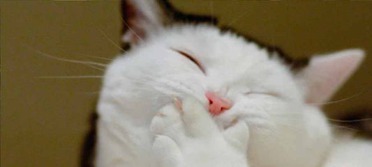 cat-hiccups-why-do-they-happen-and-how-to-stop-them