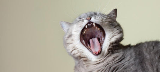 Stomatitis in Cats: Causes, Identification, and Treatment
