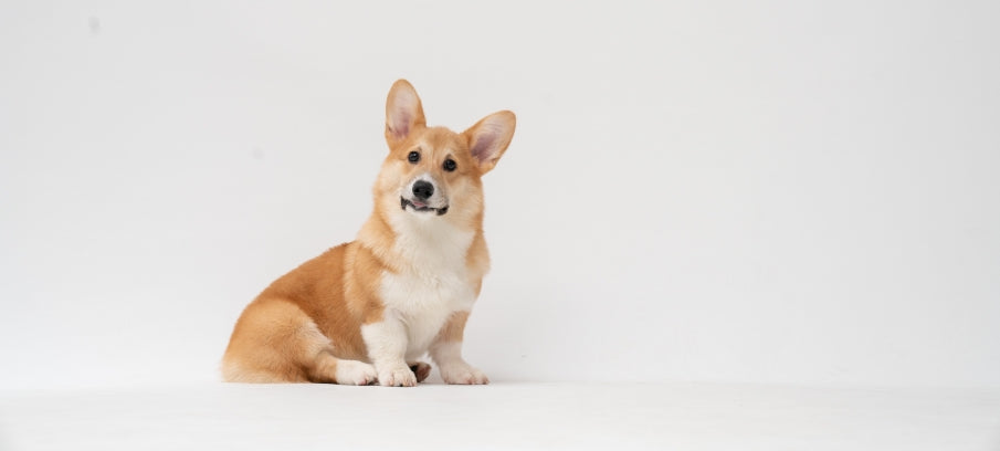 Previcox for Dogs: Dosage, Side Effects, and Alternatives