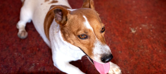 Side Effects of Gabapentin in Dogs: What You Should Know