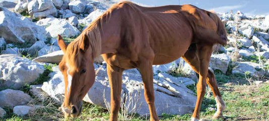 how-to-put-weight-on-a-horse