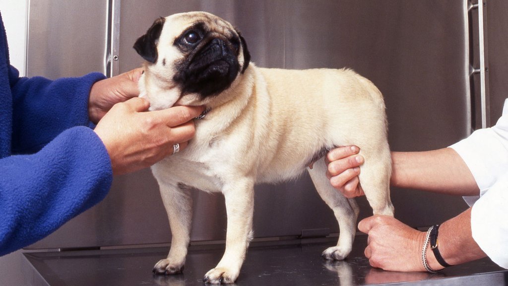 cbd oil for dogs with arthritis