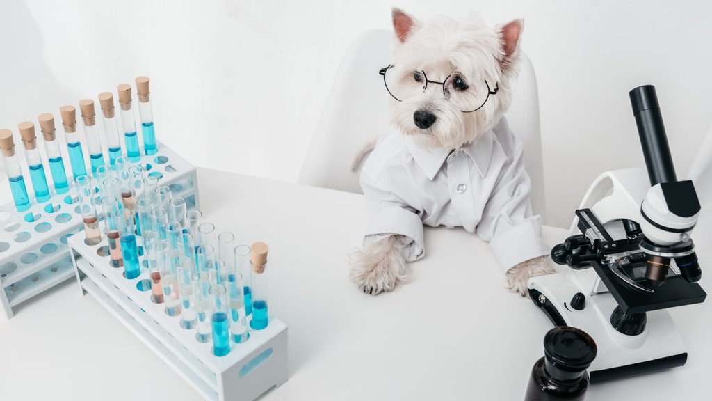 funny picture of dog working in laboratory