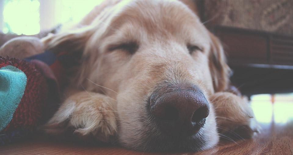 best hemp cbd oil for dog cancer