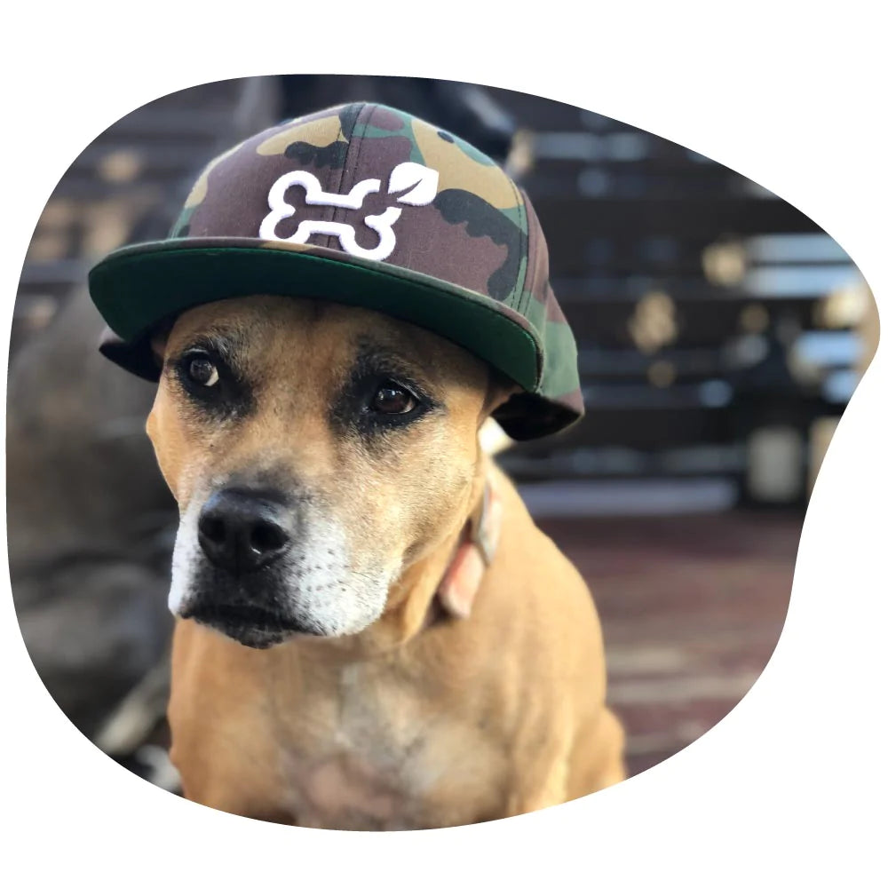biscuit