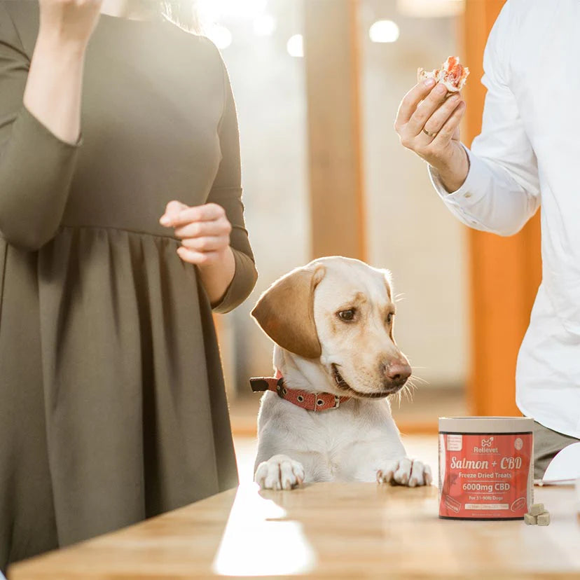 cbd dog treats
