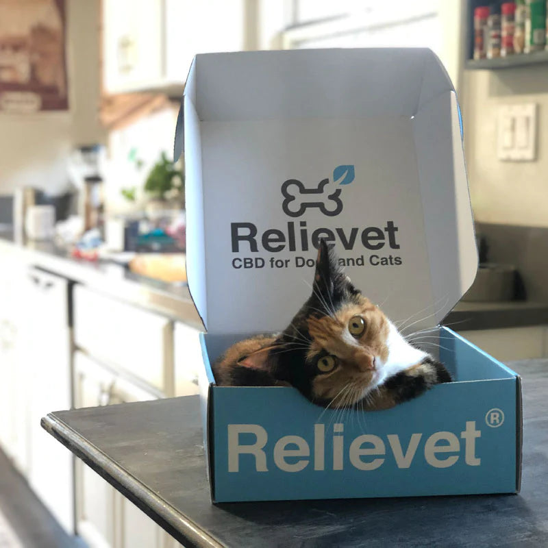 cat in relievet box on table