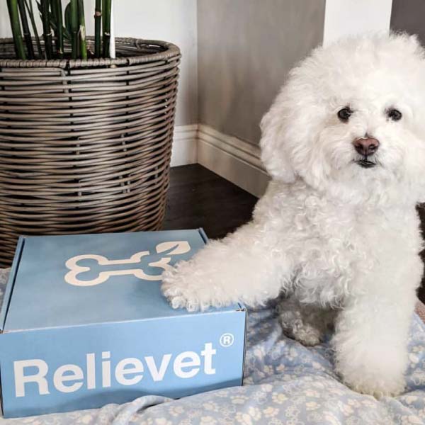 cbd dog treats
