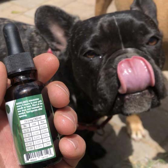 cbd oil for dogs dosage