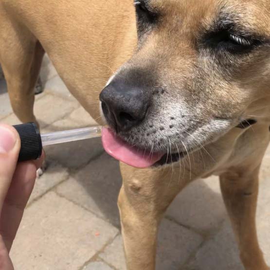 cbd oil for dogs dropper