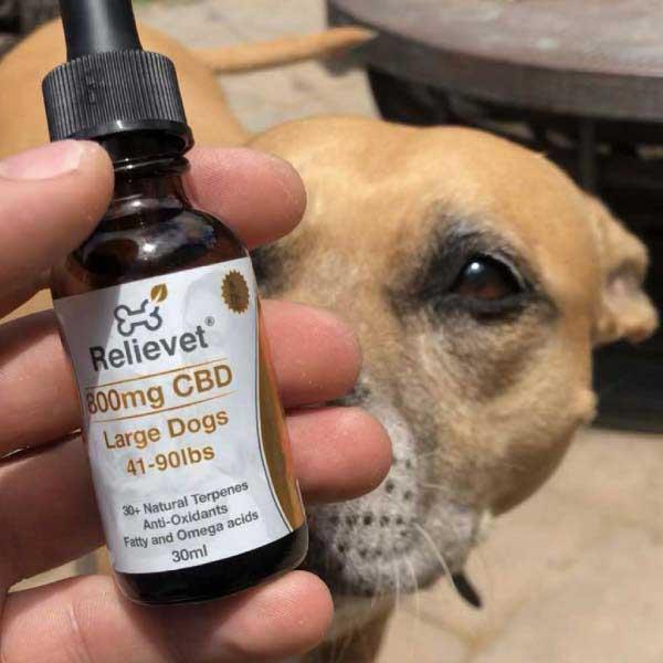 cbd oil for dogs with dog