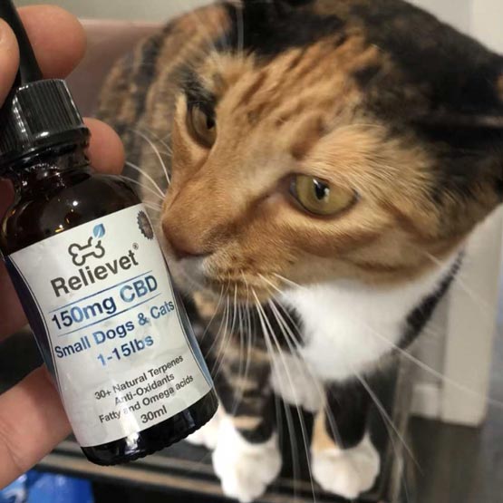 cat with cbd oil for cats