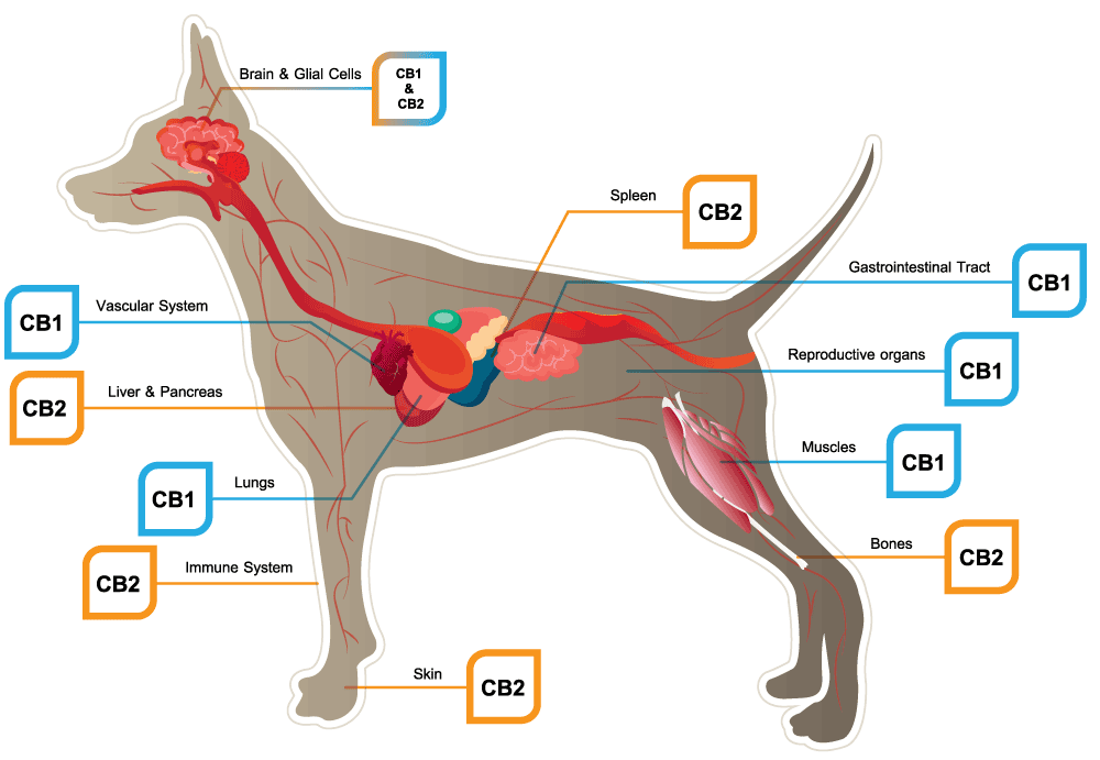 benefits of cbd for pets benefits of cbd for pets