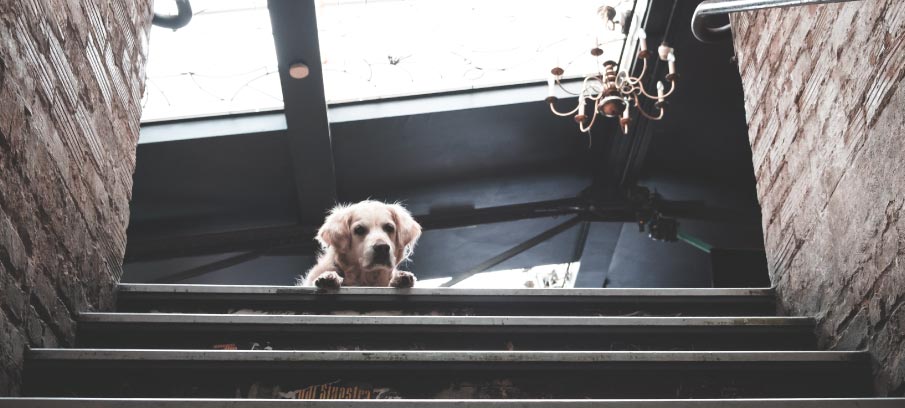 CBD for IVDD in Dogs CBD for IVDD in Dogs