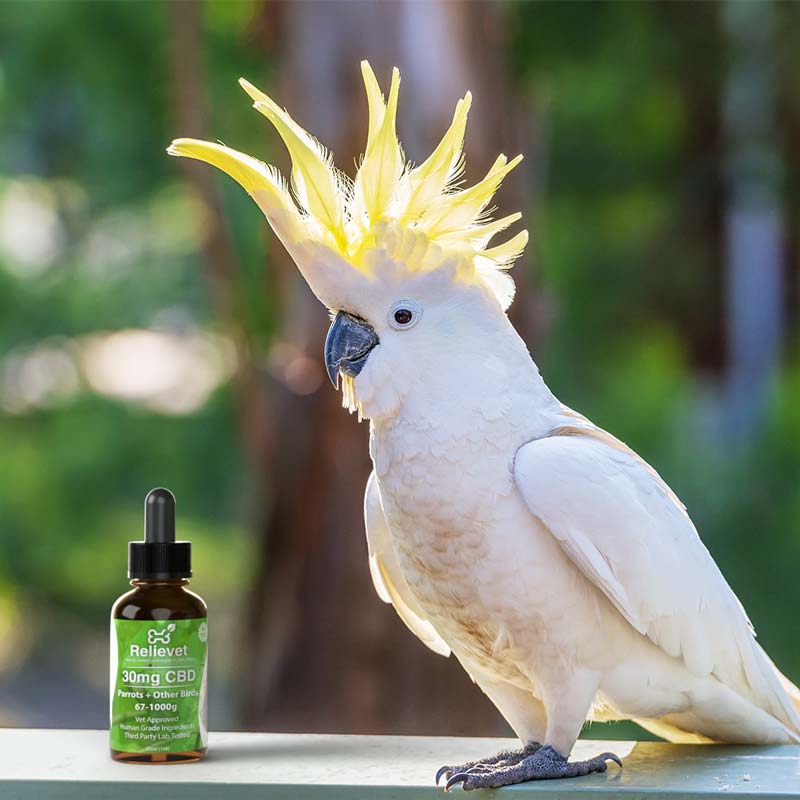 CBD Oil For Parrots, Cockatiels, and Conures CBD Oil For Parrots, Cockatiels, and Conures