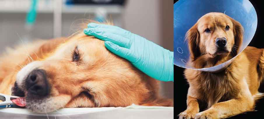 will neutering a dog help with aggression will neutering a dog help with aggression