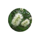 CBD hot spot and itchy skin soothing balm for dogs ingredient CBD hot spot and itchy skin soothing balm for dogs ingredient
