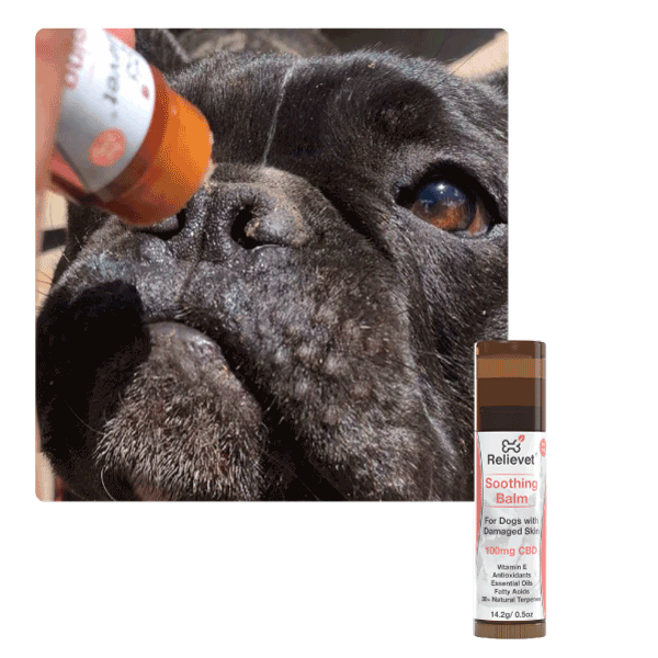 CBD for pets topical collection