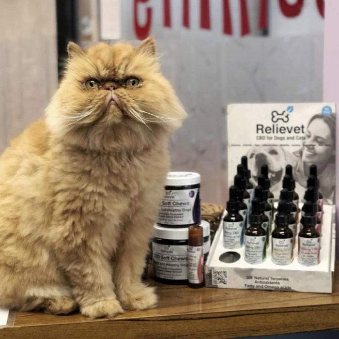 cbd oil for cats