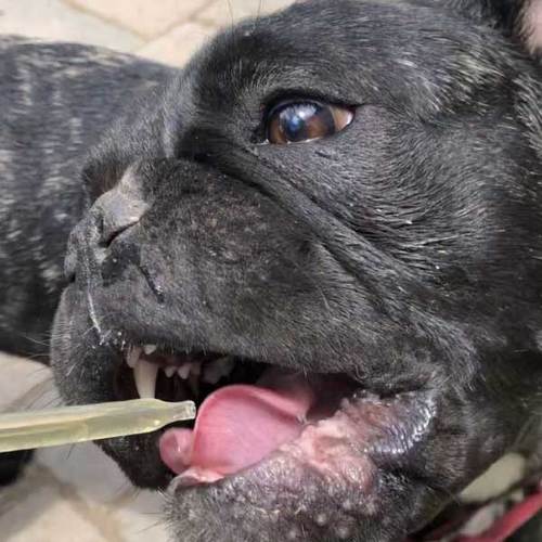 cbd for pets dropper cbd for pets dropper