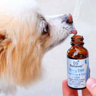CBD hemp chews for dogs customer CBD hemp chews for dogs customer