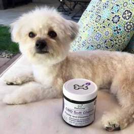 Topical CBD for dogs customer Topical CBD for dogs customer