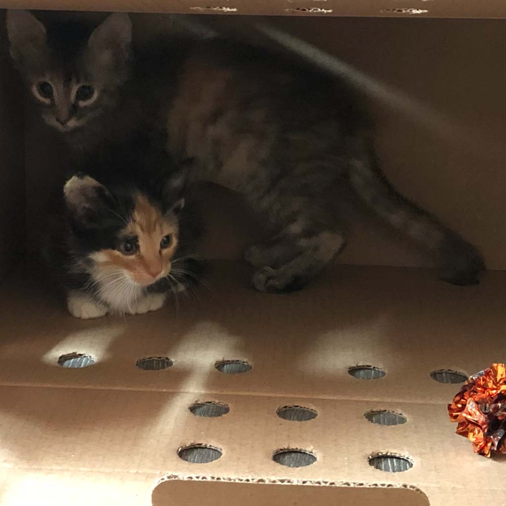 cbd oil for cats