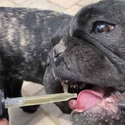 cbd for pets customer cbd for pets customer