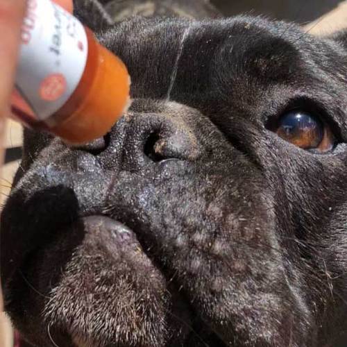cbd for pets dog nose cbd for pets dog nose
