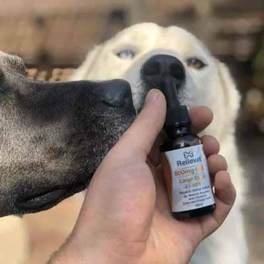 Topical CBD for dogs customer Topical CBD for dogs customer