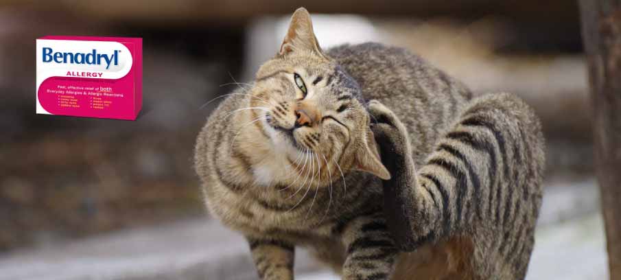 dosage-of-benadryl-for-cats-side-effects-and-alternatives dosage-of-benadryl-for-cats-side-effects-and-alternatives