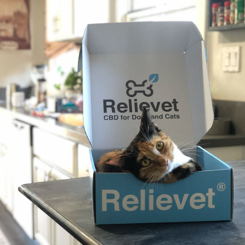 cbd oil for cats