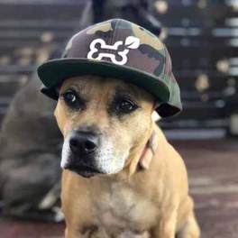 Topical CBD for dogs customer Topical CBD for dogs customer