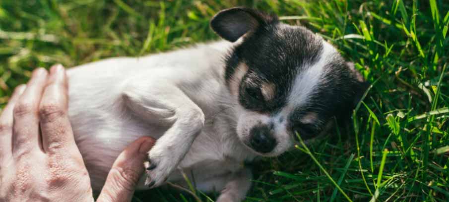 natural-treatment-for-dog-rash-on-groin-home-remedies natural-treatment-for-dog-rash-on-groin-home-remedies