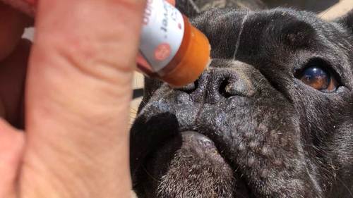 CBD hot spot and itchy skin soothing balm for dogs CBD hot spot and itchy skin soothing balm for dogs