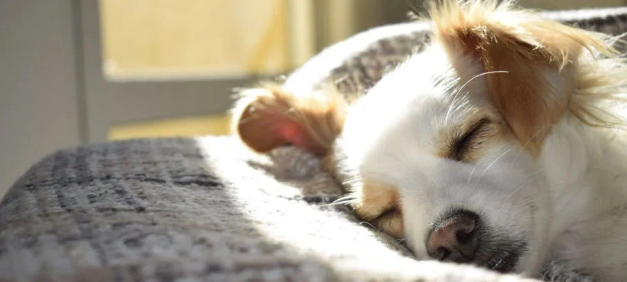 Sarcoma in Dogs Sarcoma in Dogs
