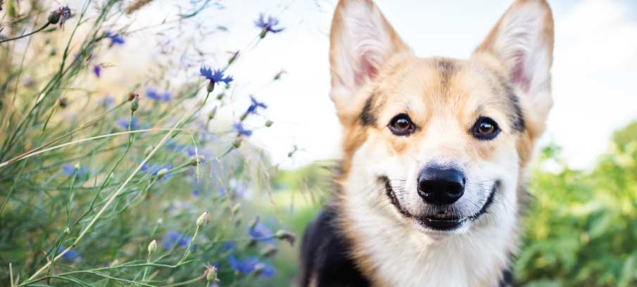 CBD for dog seizures CBD for dog seizures