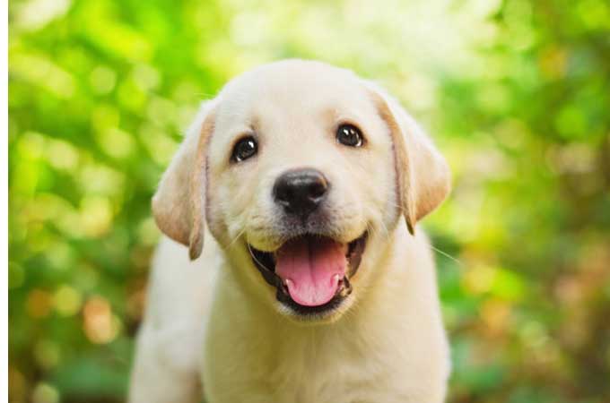 what does it mean when dogs ears are back