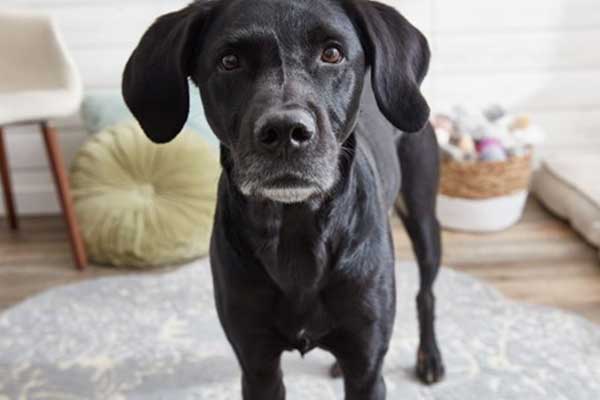 what does it mean when dogs ears are back